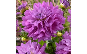 1 DAHLIA DECORATIVE : BLUETIFUL