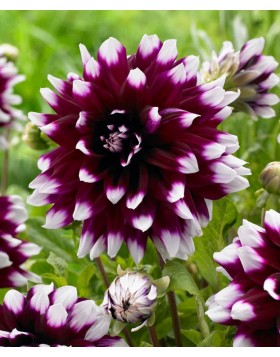 1 DAHLIA DECORATIVE : MYSTERY DAY