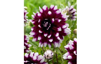 1 DAHLIA DECORATIVE : MYSTERY DAY