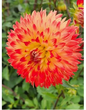 1 DAHLIA DECORATIVE : PROCYON