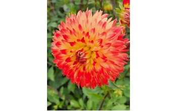 1 DAHLIA DECORATIVE : PROCYON