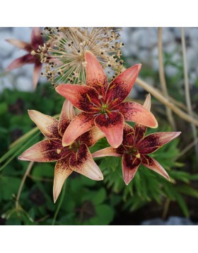 2 LILIUM ASIATIC : WHISTLER