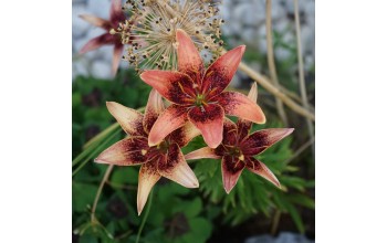 2 LILIUM ASIATIC : WHISTLER
