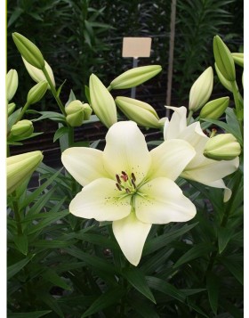 2 LILIUM ASIATIC : ERCOLANO