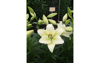 2 LILIUM ASIATIC : ERCOLANO