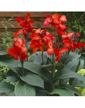 1 CANNA : PRESIDENT
