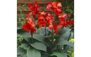1 CANNA : PRESIDENT