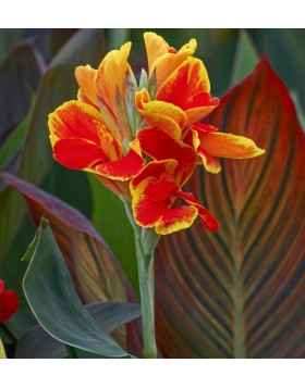 1 CANNA : PREROSEMOND COLES