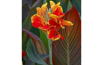 1 CANNA : PREROSEMOND COLES