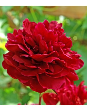 1 PAEONIA : RED