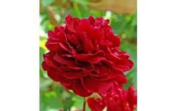 1 PAEONIA : RED