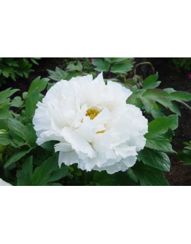 1 PAEONIA : WHITE