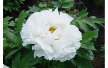 1 PAEONIA : WHITE