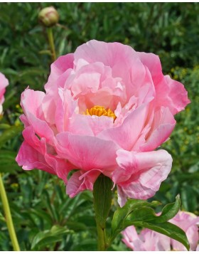 1 PAEONIA : PINK