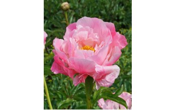 1 PAEONIA : PINK