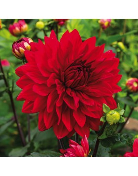 1 DAHLIA DECORATIVE : GARDEN WONDER