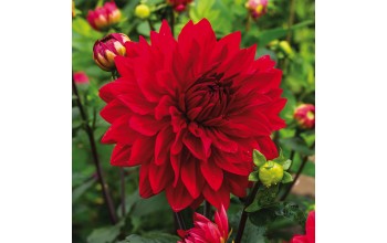 1 DAHLIA DECORATIVE : GARDEN WONDER