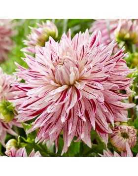 1 DAHLIA DECORATIVE : AVIGON