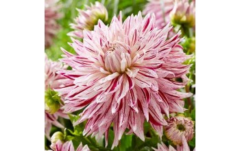 1 DAHLIA DECORATIVE : AVIGON