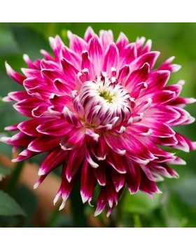 1 DAHLIA DECORATIVE : VANCOUVER