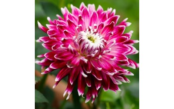 1 DAHLIA DECORATIVE : VANCOUVER