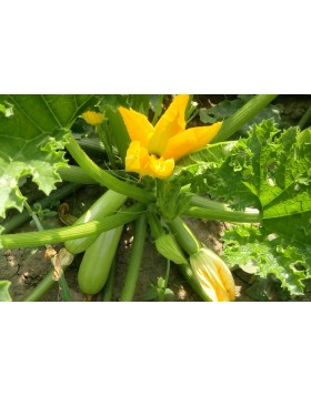 ΚΟΛΟΚΥΘΙ ISMALIA F1