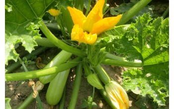 ΚΟΛΟΚΥΘΙ ISMALIA F1