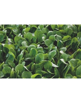 ΣΠΑΝΑΚΙ ANATASE F1 50.000 ΣΠΟΡΟΙ