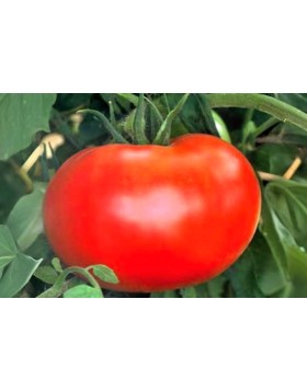 ΤΟΜΑΤΑ AMATI F1 1.000 ΣΠΟΡΟΙ