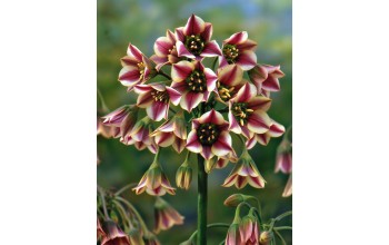NECTAROSCORDUM BULGARICUM SICULUM (HONEY LILY)