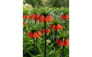 FRITILLARIA IMPERIALIS KOKKINH 