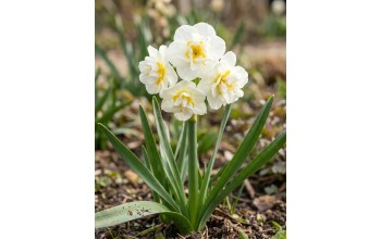 NARCISSUS DOUBLE BRIDAL CROWN ΝΑΡΚΙΣΣΑΚΙΑ 