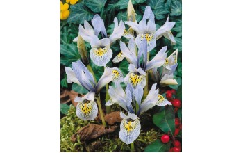 IRIS HISTRIOIDES KATHARINE HODGKIN - ΙΡΙΔΕΣ 