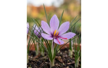 CROCUS AUTUMN FLOWERING SATIVUS - ΚΡΟΚΟΙ ΚΟΖΑΝΗΣ (ΣΑΦΡΑΝ)