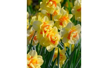DAFFODILS DOUBLE TAHITI - ΝΑΡΚΙΣΣΟΙ 