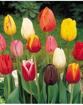 TULIPS TRIUMPH/GARDEN MIXED 
