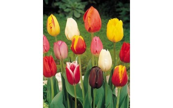 TULIPS TRIUMPH/GARDEN MIXED 