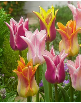TULIPS LILY FLOWERING MIXED