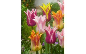 TULIPS LILY FLOWERING MIXED