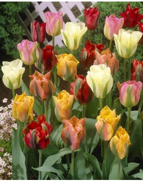 TULIPS VIRIDIFLORA MIXED COLOURS 