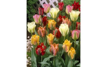 TULIPS VIRIDIFLORA MIXED COLOURS 