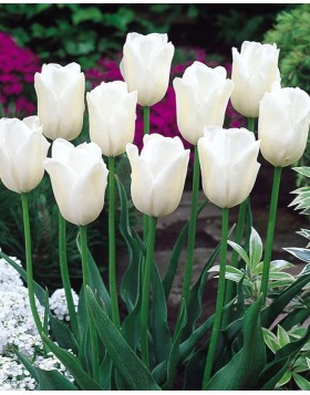 TULIPS TRIUMPH PAYS BAS 
