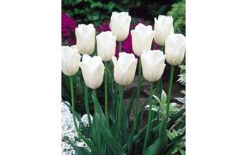 TULIPS TRIUMPH PAYS BAS 
