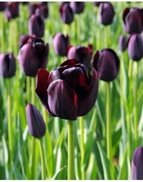 TULIPS SINGLE LATE QUEEN OF THE NIGHT 