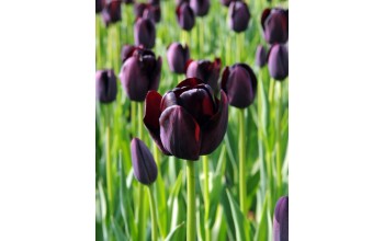 TULIPS SINGLE LATE QUEEN OF THE NIGHT 