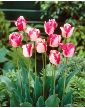 TULIPS TRIUMPH MATA HARI 