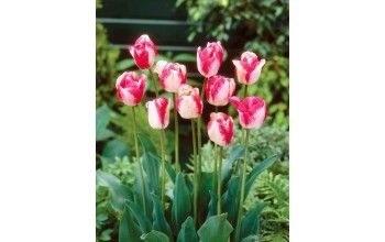 TULIPS TRIUMPH MATA HARI 