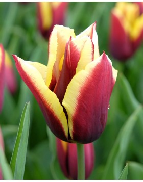 TULIPS TRIUMPH GAVOTA 