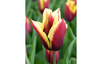 TULIPS TRIUMPH GAVOTA 
