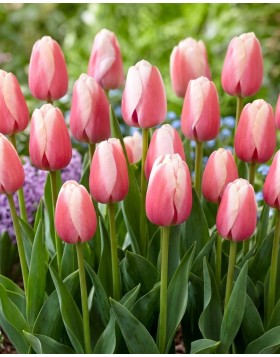 TULIPS DARWIN HYBRID OLLIOULES 